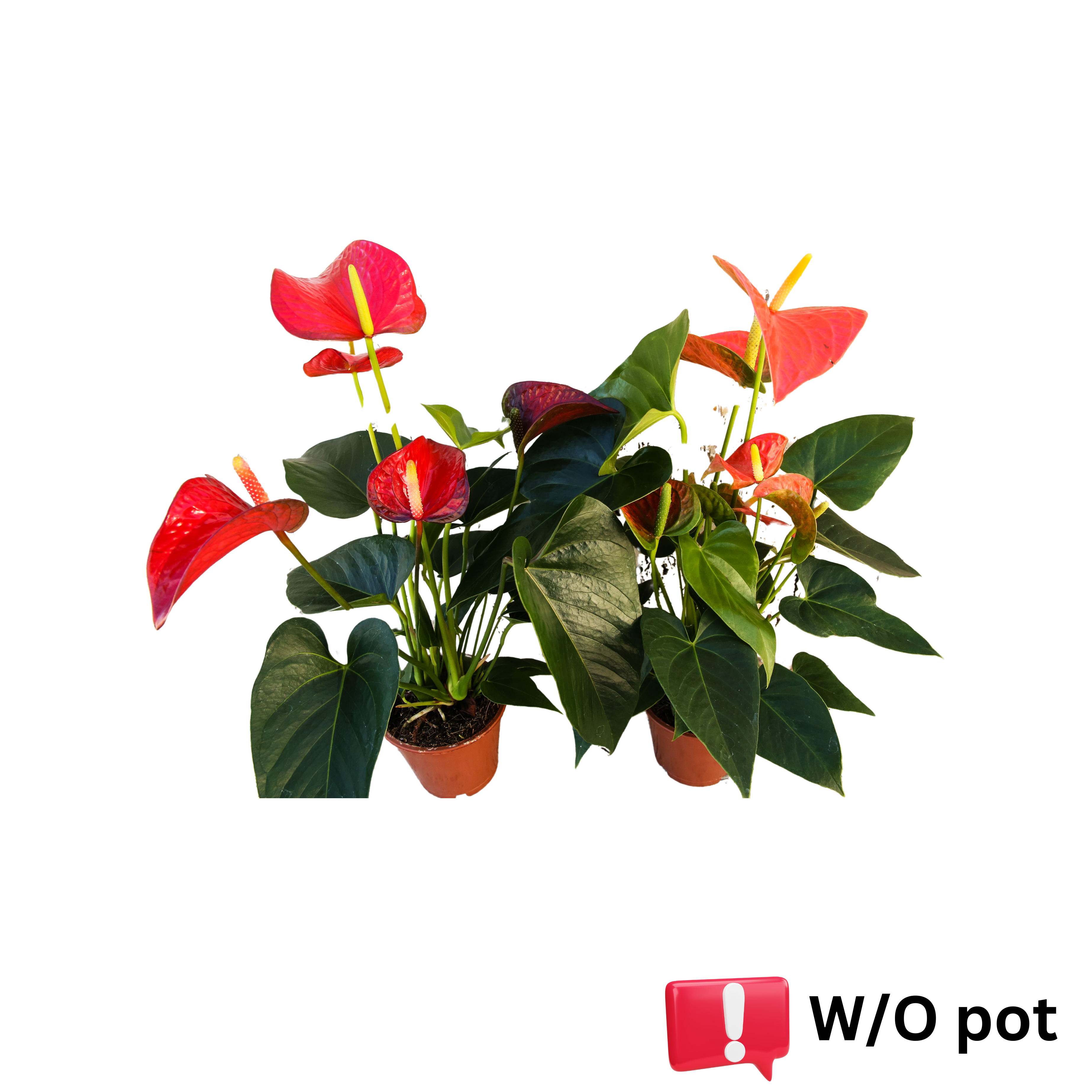 Anthurium