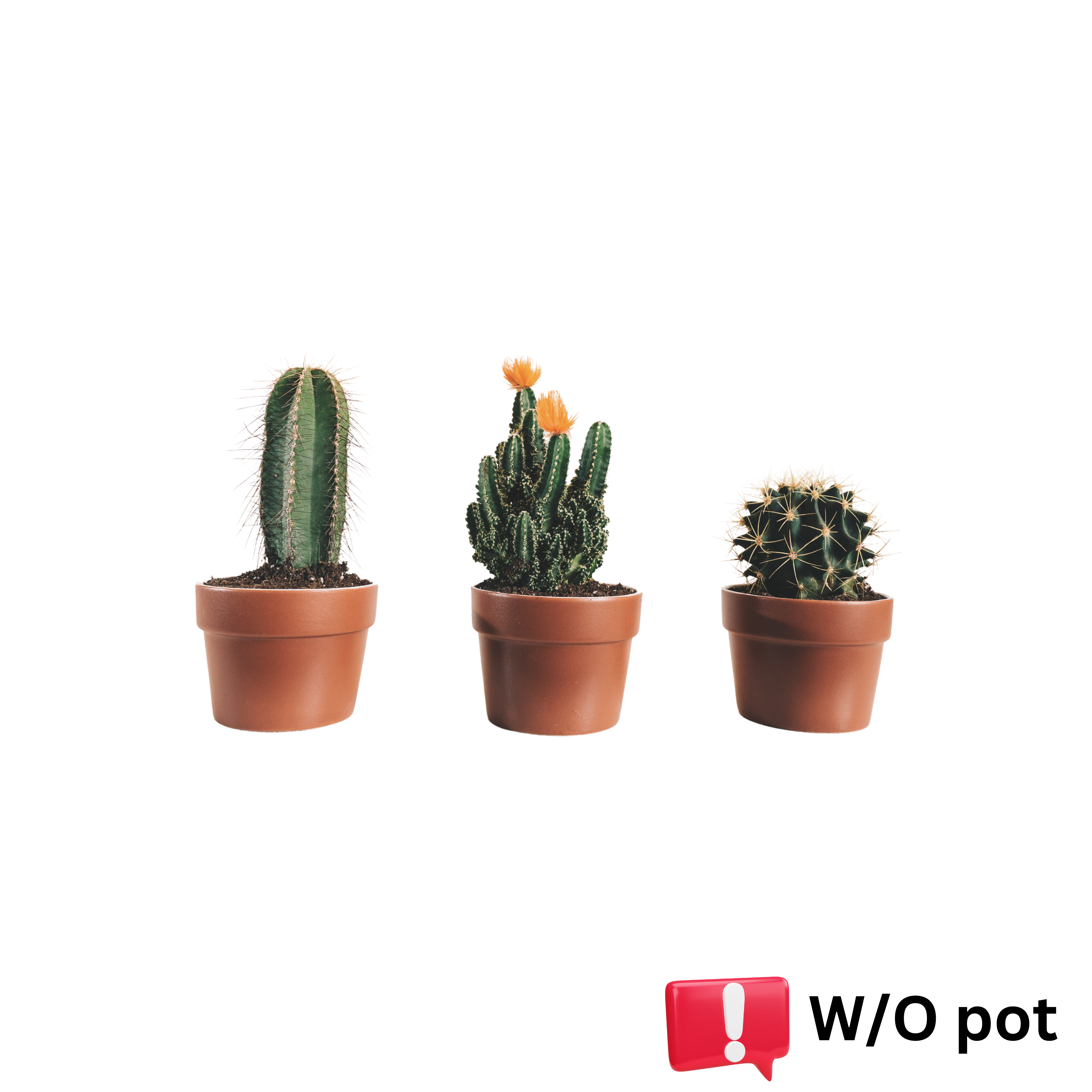 Cactus plant