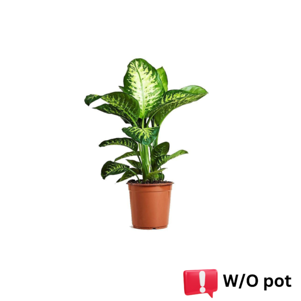 Dieffenbachia Seguine