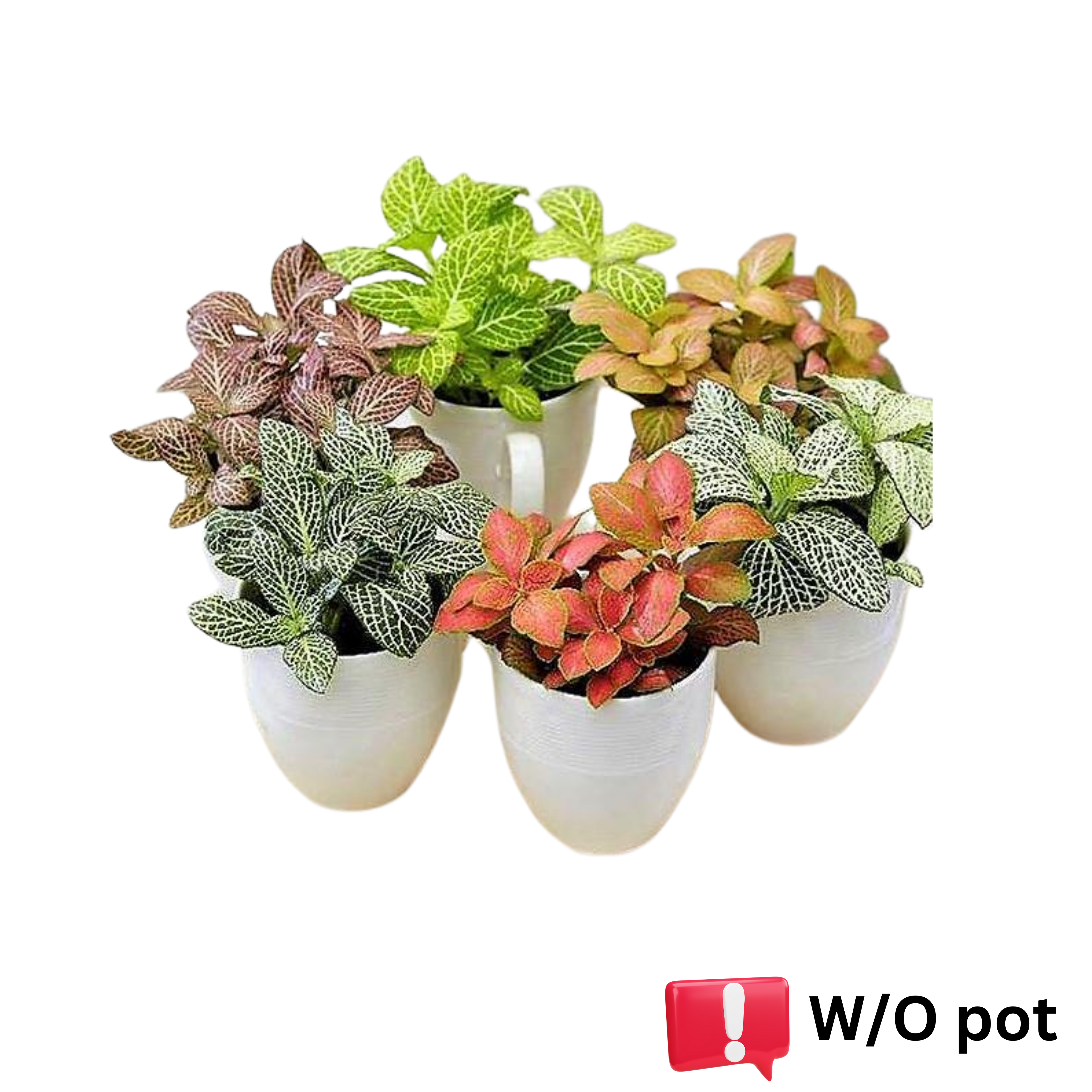 Fittonia Plant