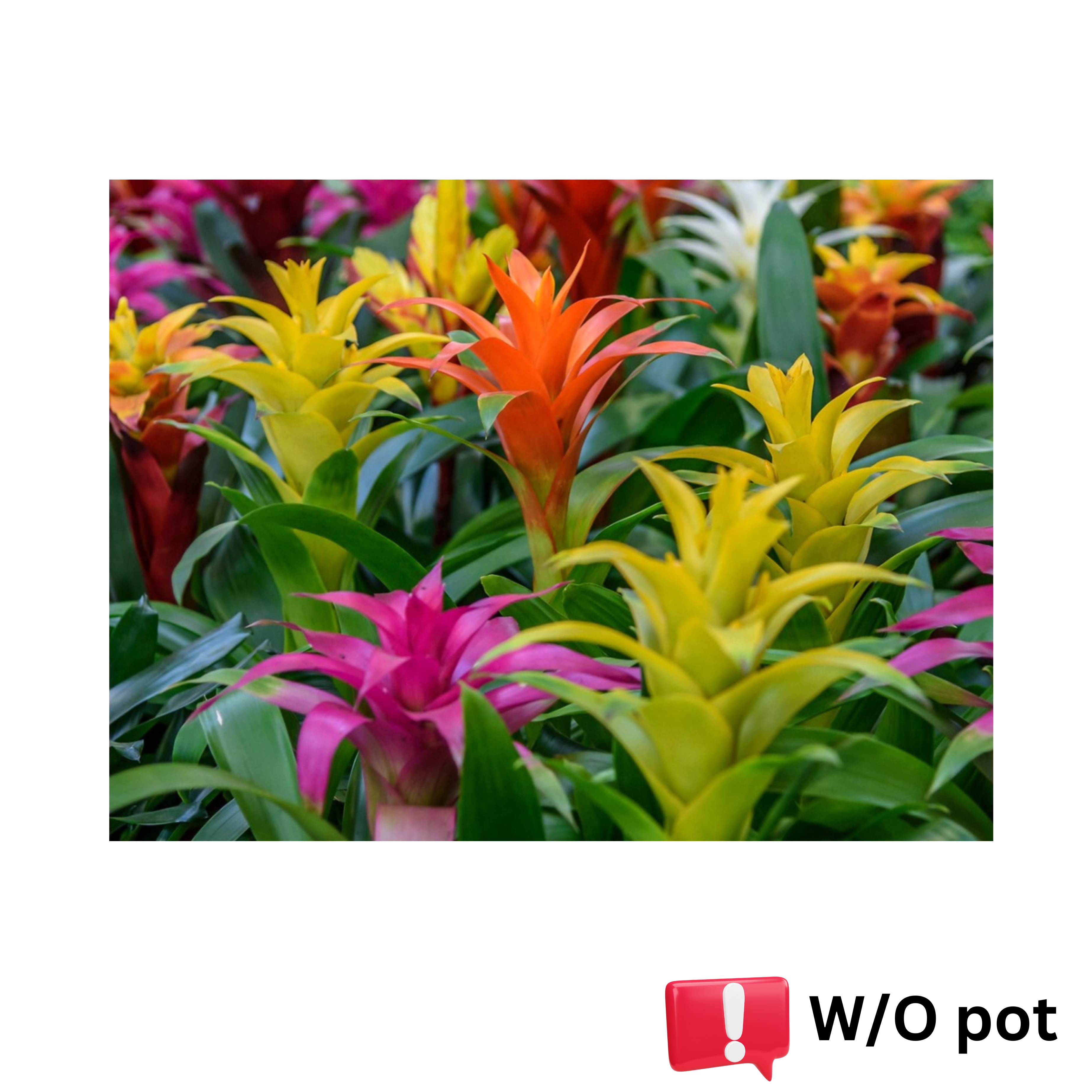 Guzmania