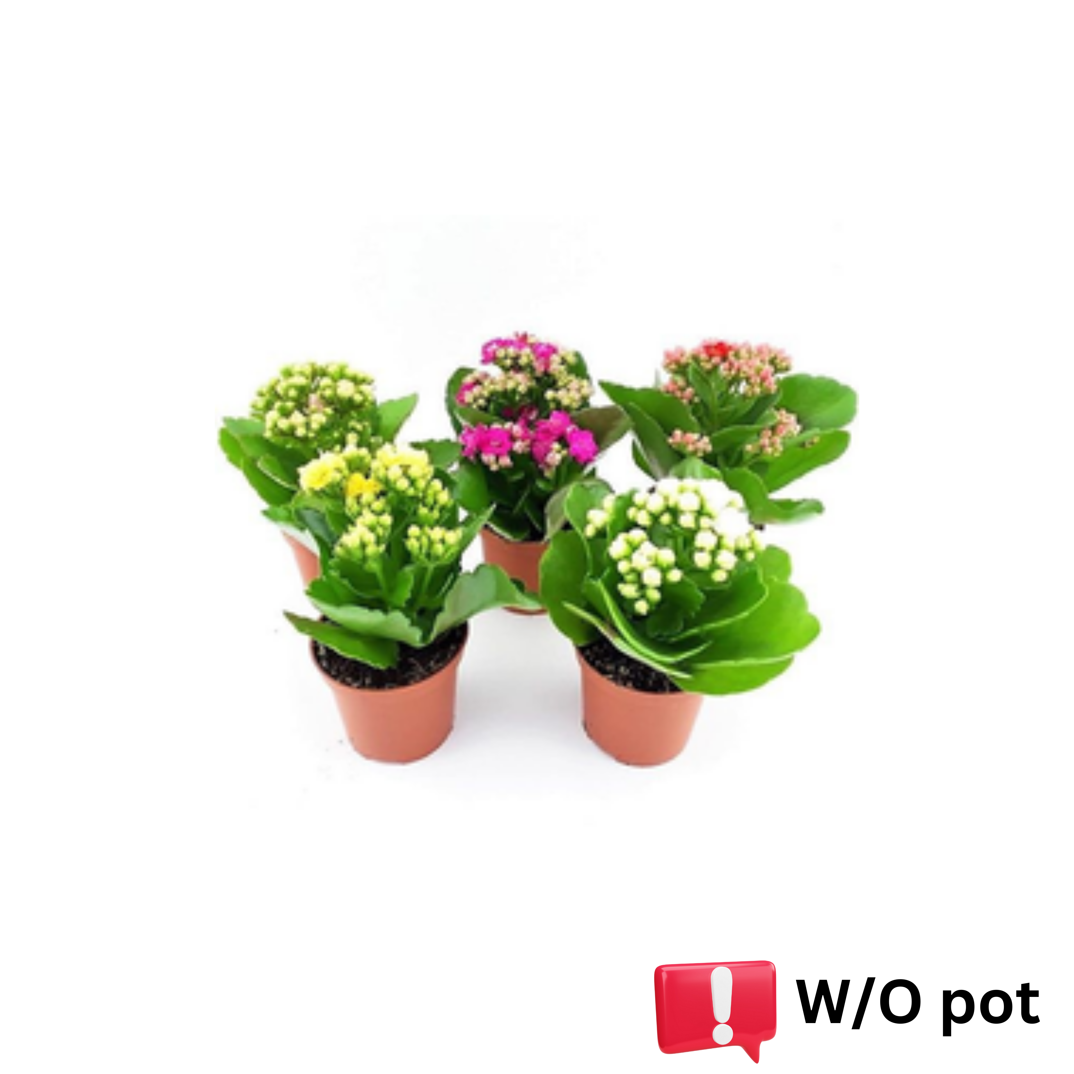 Kalanchoe Plant