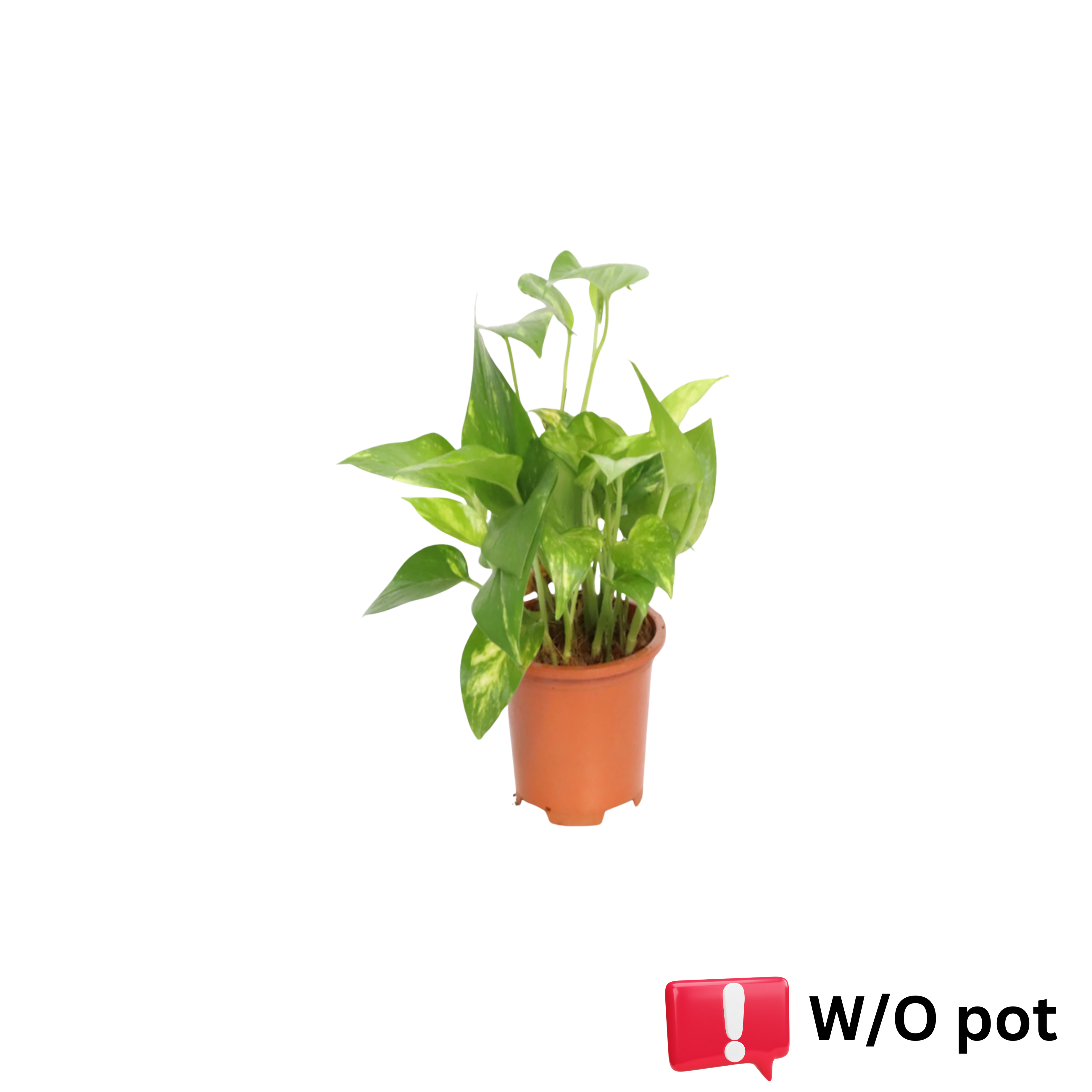 Money Plant Table Top