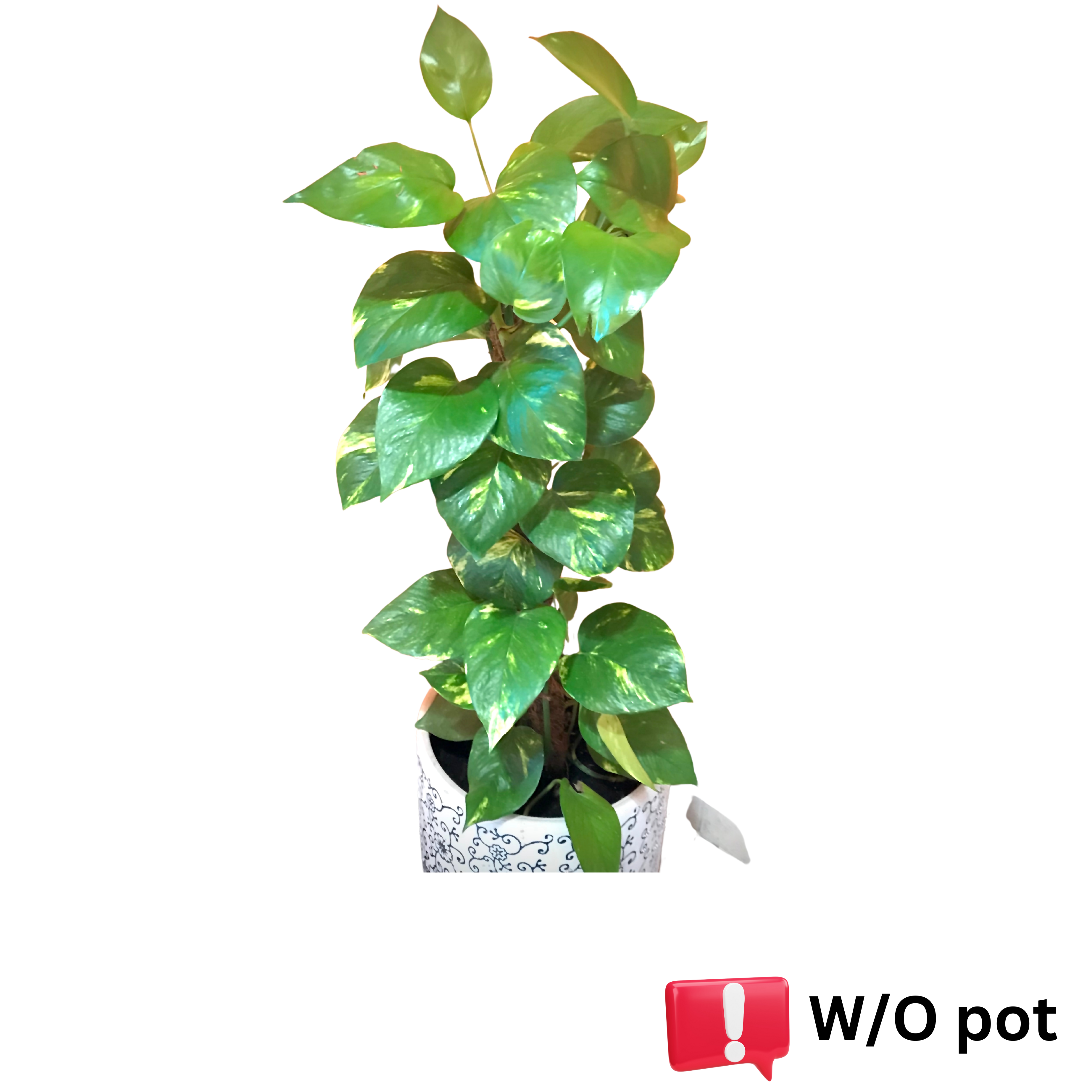 Money Plant