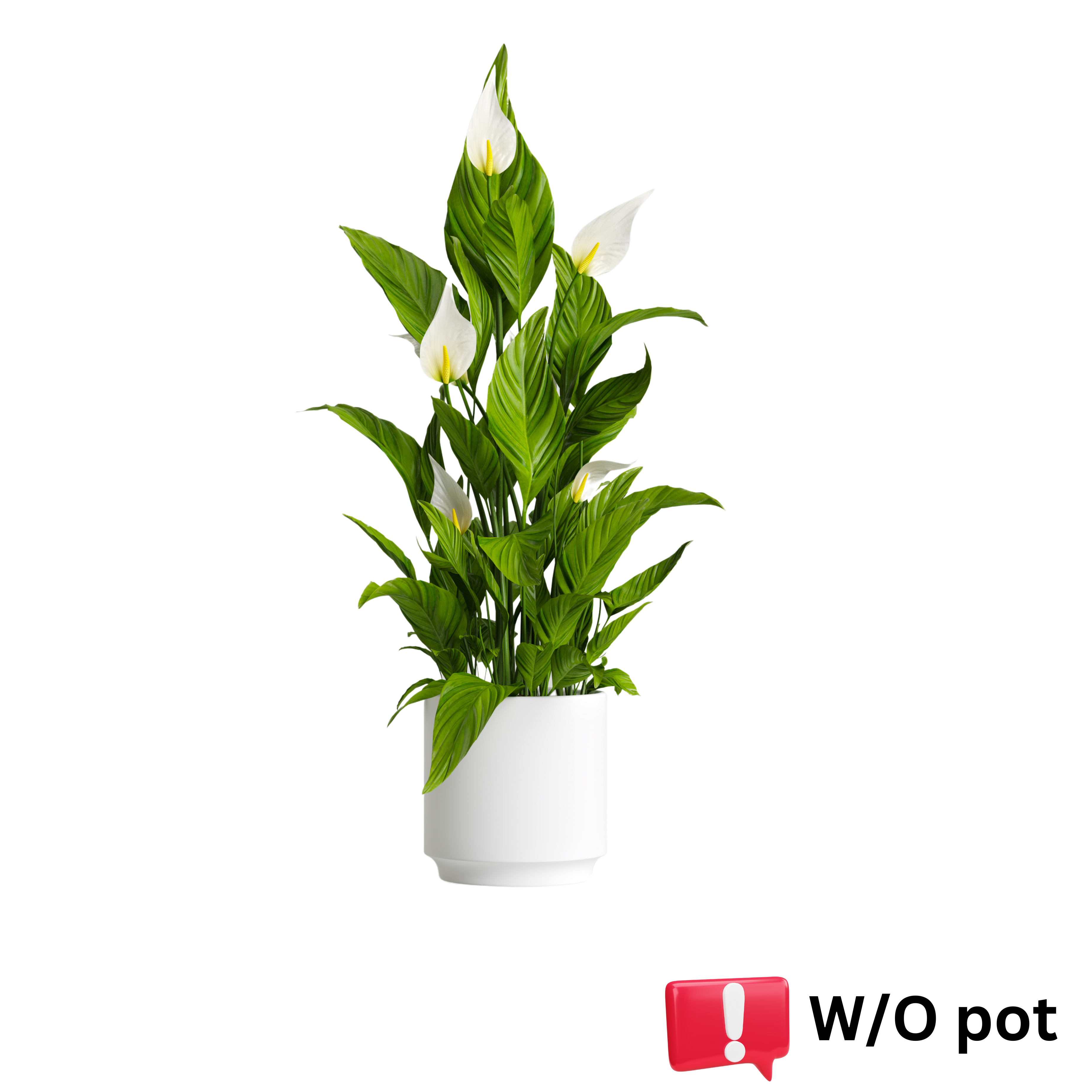 Peace Lily