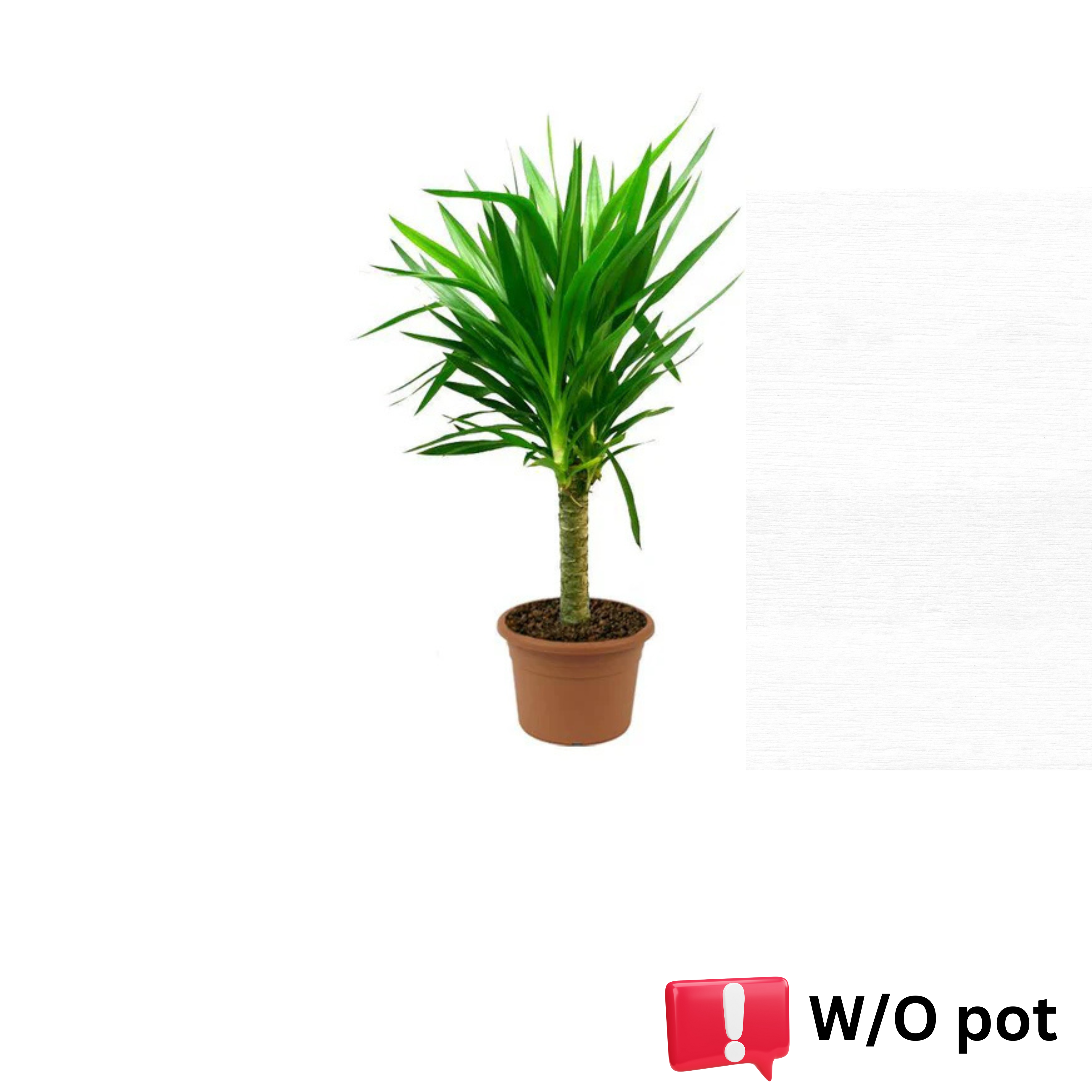 Spineless Yucca
