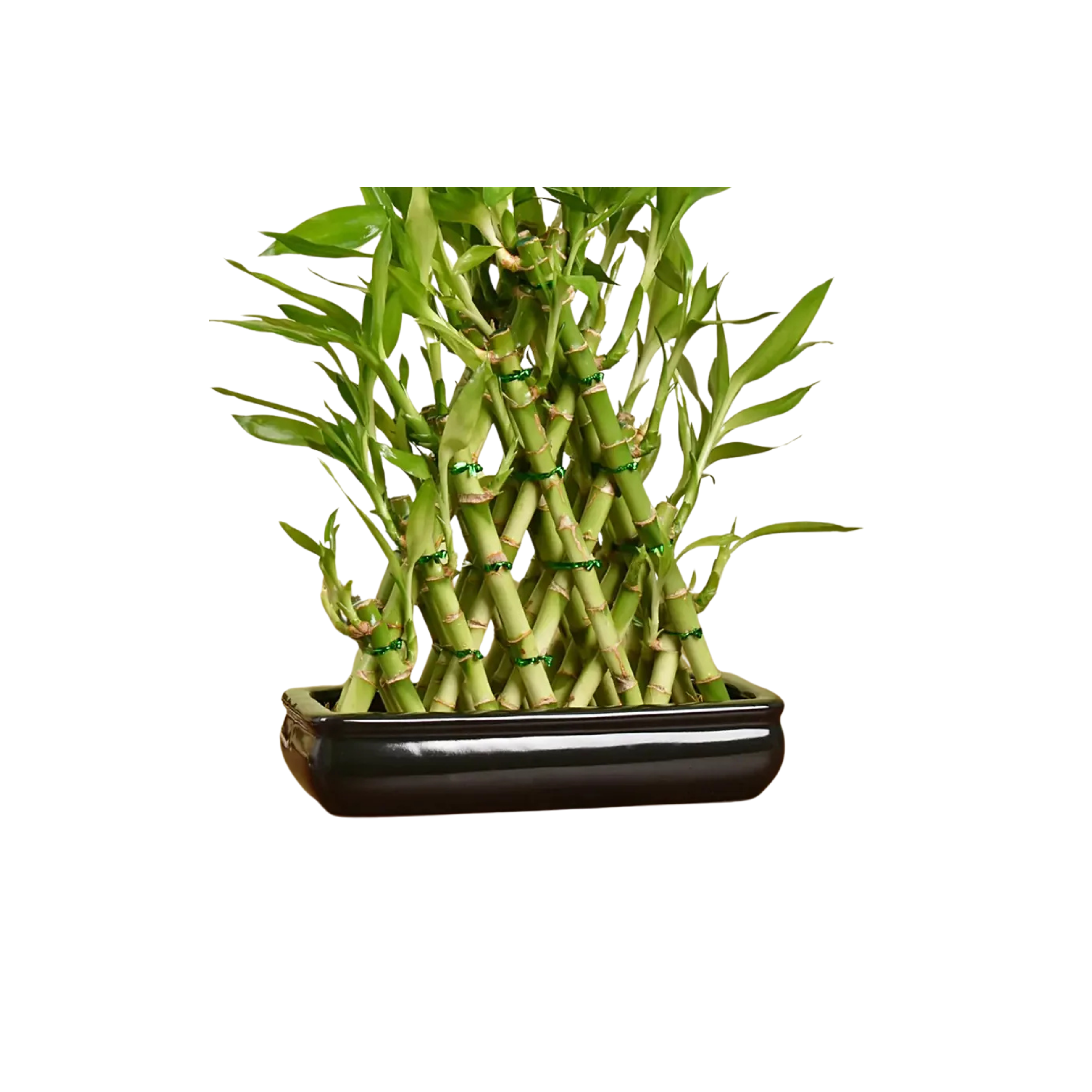 Lucky Bamboo