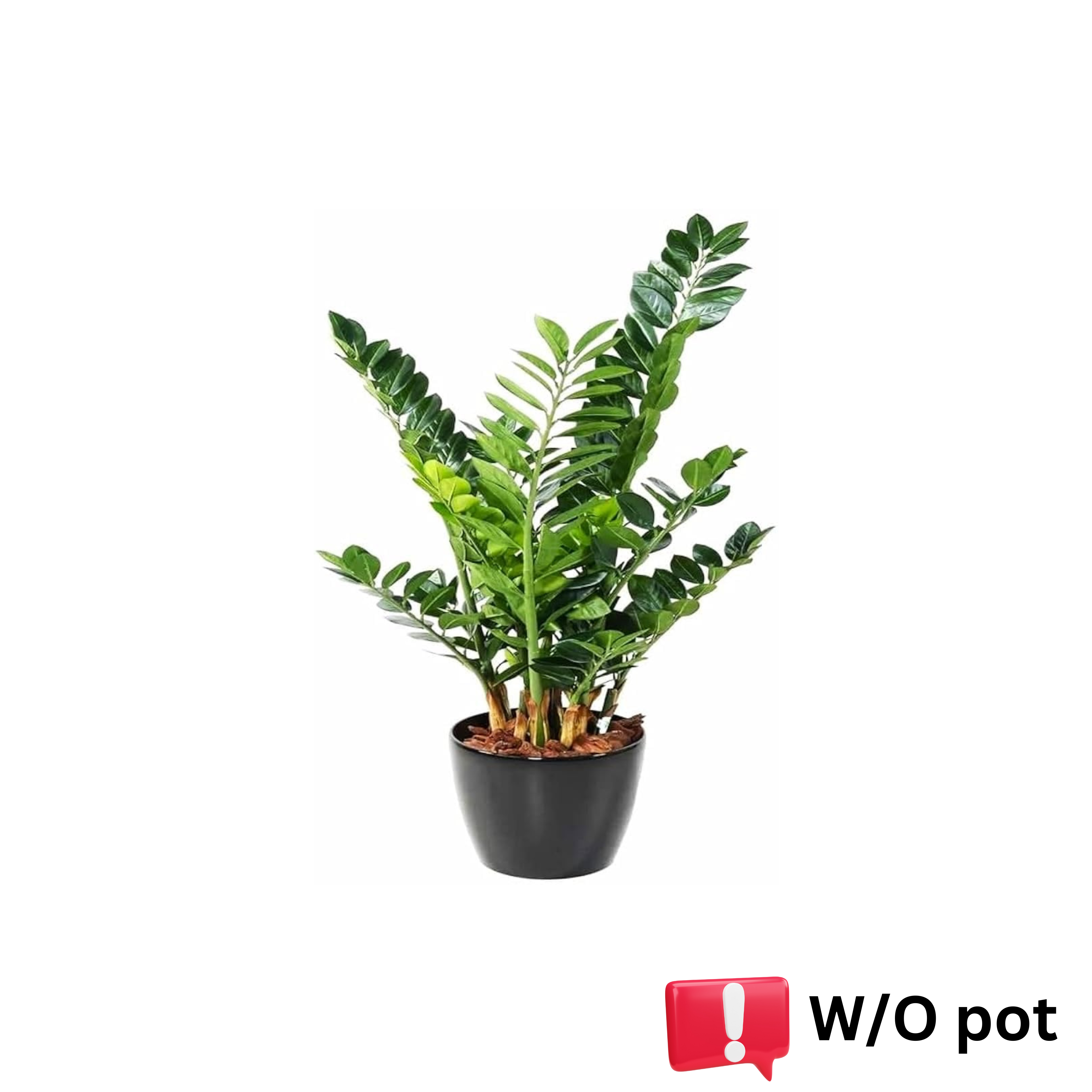 Welcome Plant