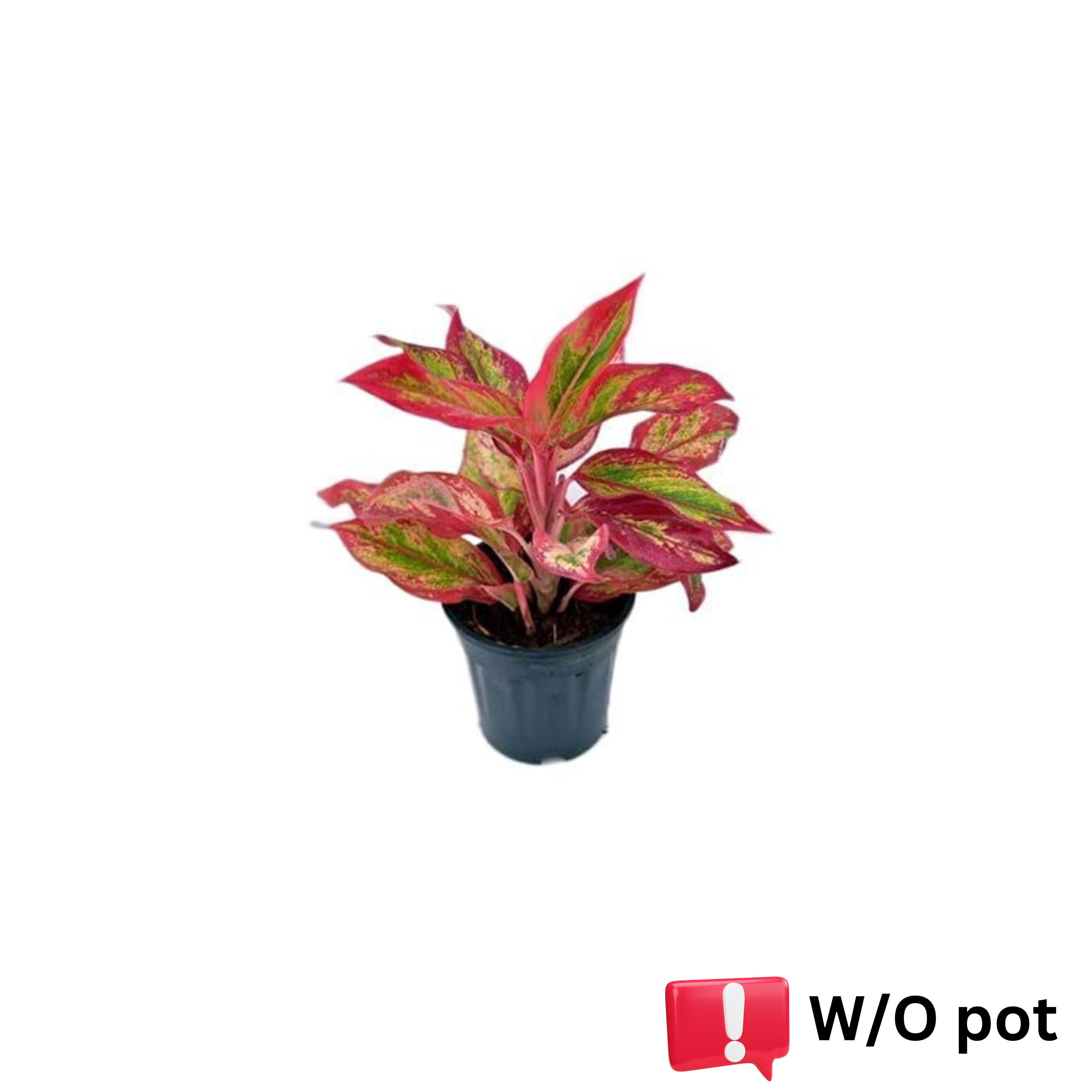 aglomia plant