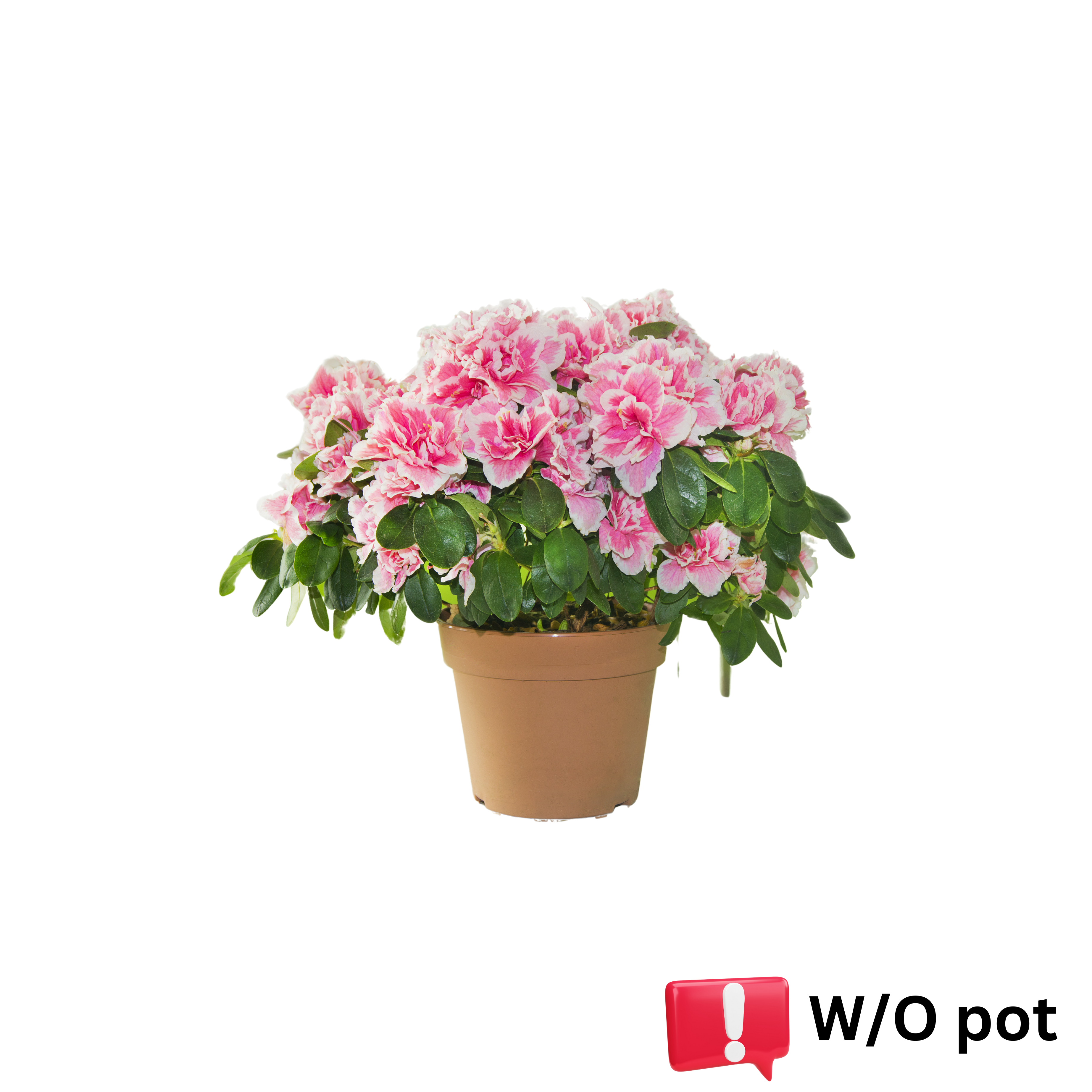 azalea plant