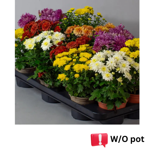 chrysanthemum plant