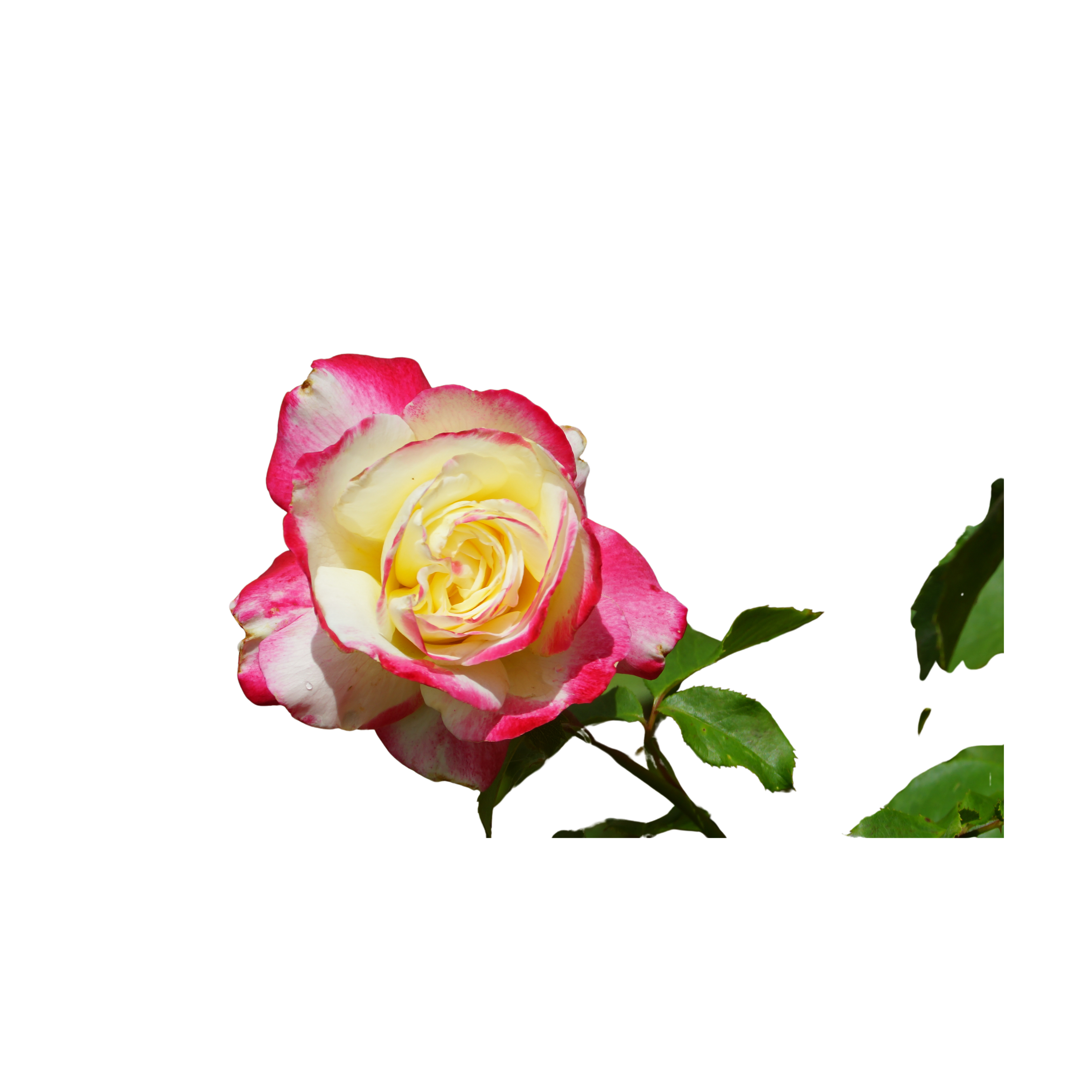 Double Pink Rose (1Pcs)