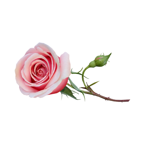 Pink Rose (1Pcs)