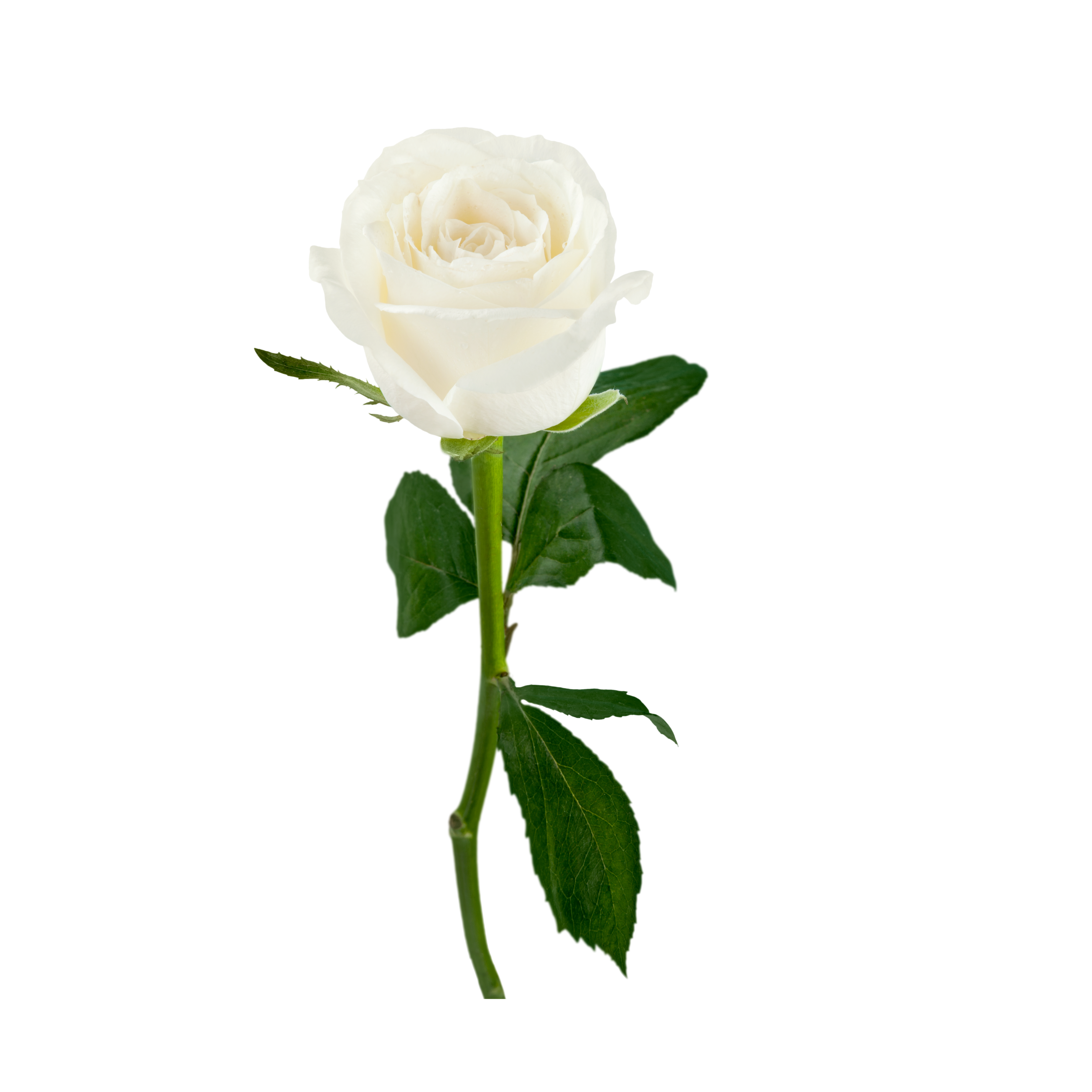 White Rose (1Pcs)