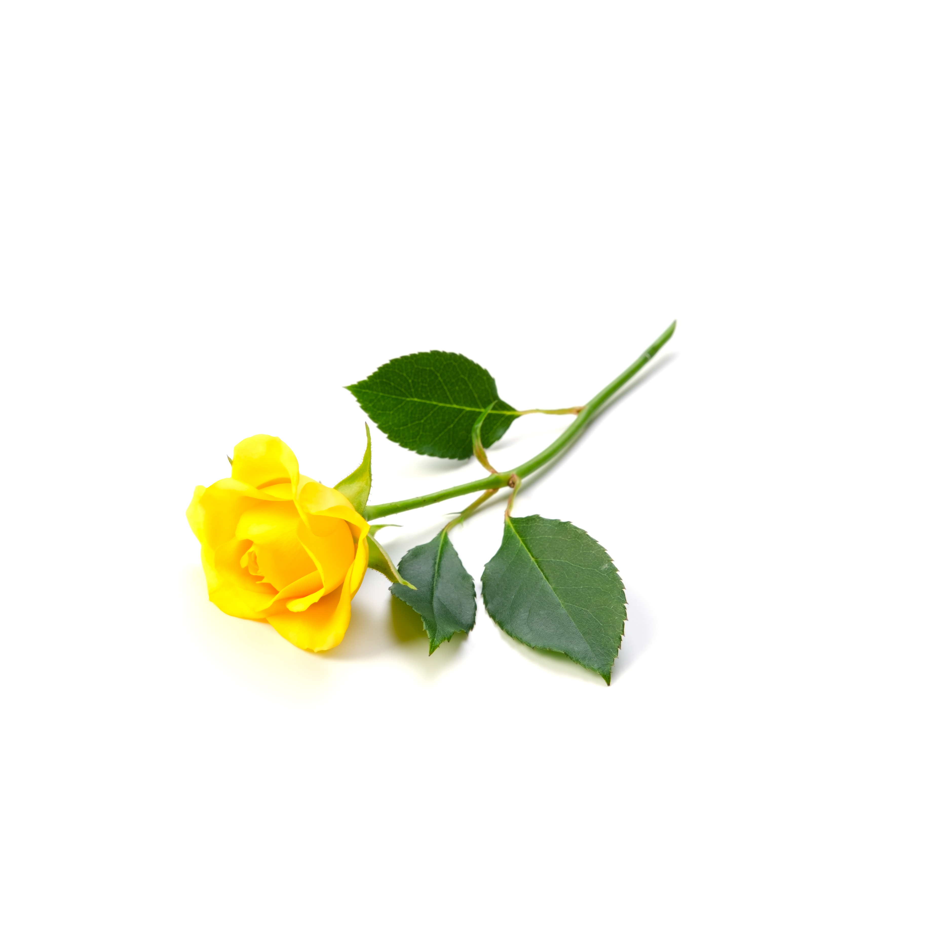Yellow Rose (1Pcs)