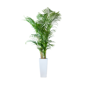 Areca Palm