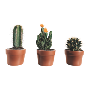 Cactus Plant