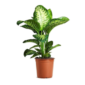 Dieffenbachia Seguine