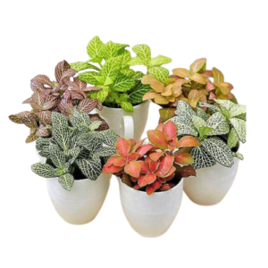 Fittonia Plant