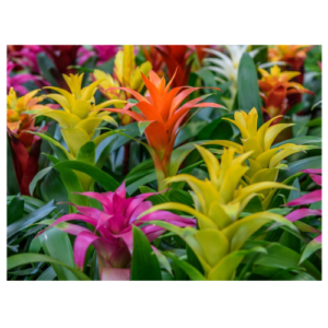 Guzmania