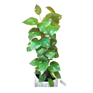 Money Plant