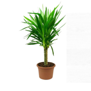 Spiral Bamboo