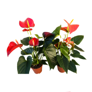 Anthurium