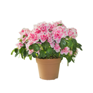 Azalea Plant