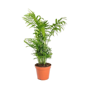 Chamaedorea