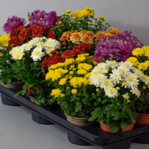Chrysanthemum Plant