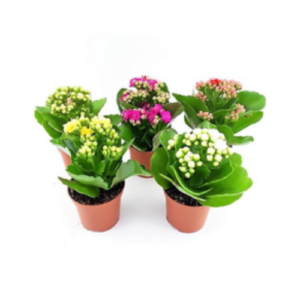 Kalanchoe Plant