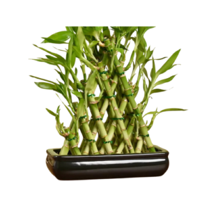 Lucky Bamboo