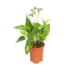 Money Plant Table Top