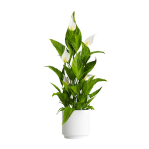 Peace Lily