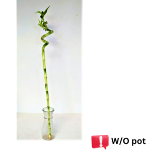 Single Bamboo Stick