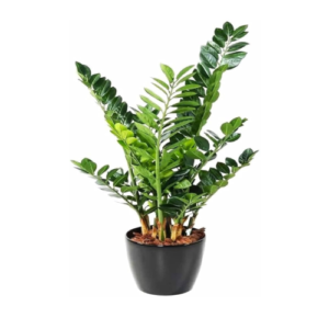 Welcome Plant
